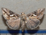Chrysodeixis acuta